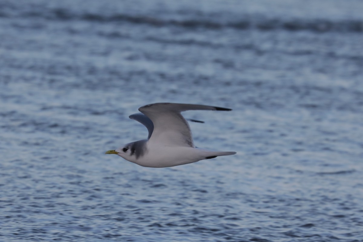 Black-legged Kittiwake - ML612759919