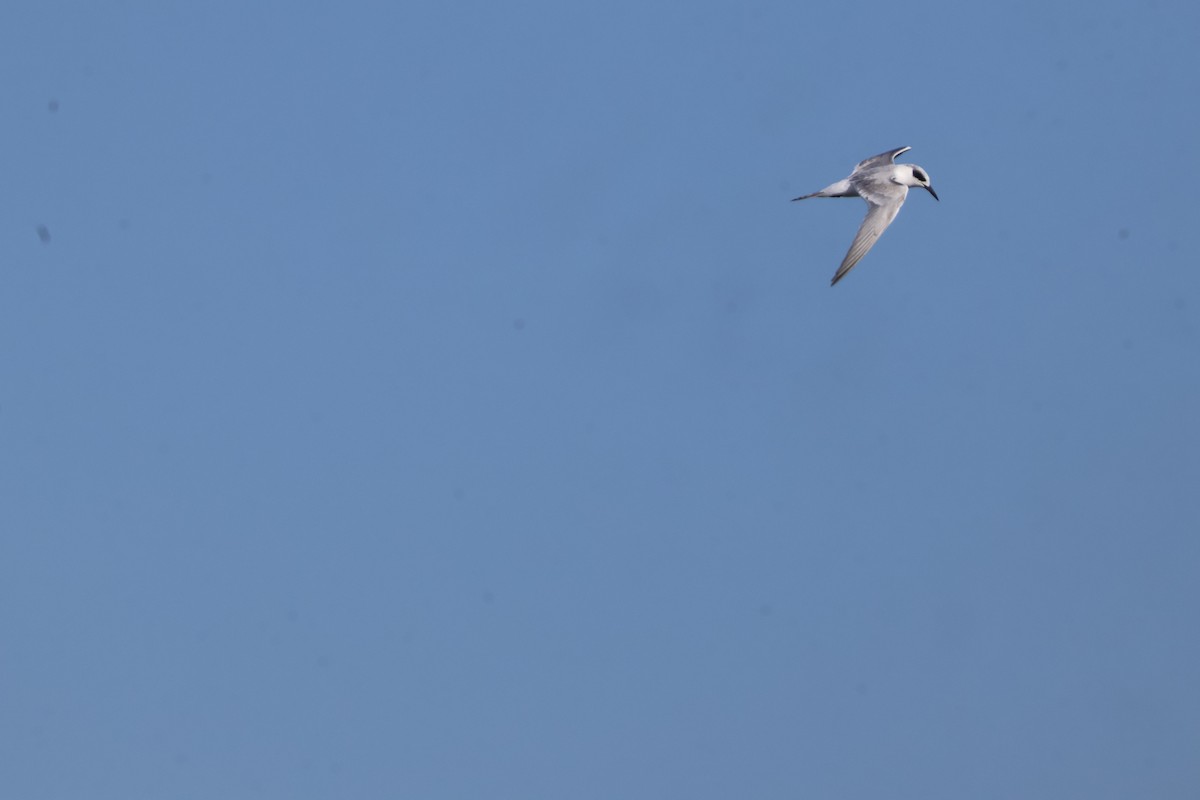 Forster's Tern - Julia Nadeau Gneckow