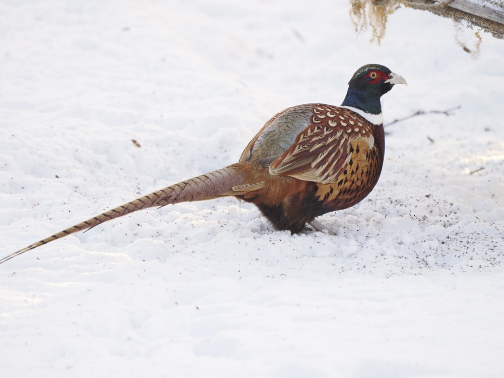 Ring-necked Pheasant - ML612760053