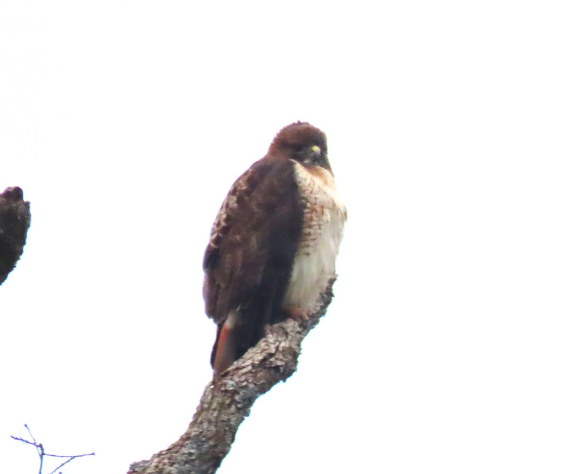 Red-tailed Hawk - ML612760149