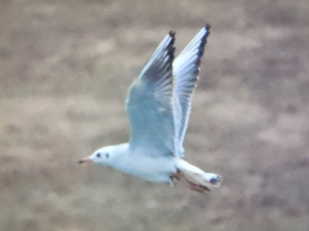 Gaviota Reidora - ML612760186