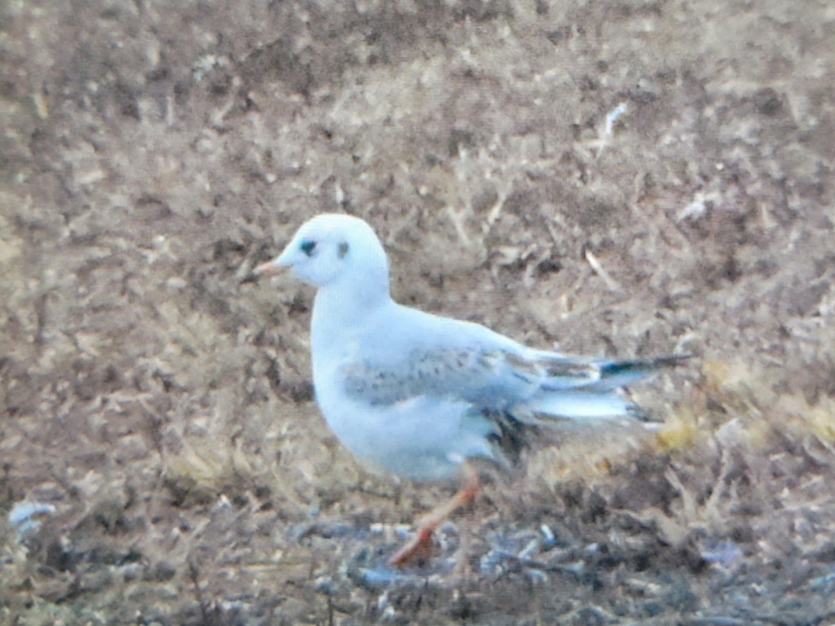 Black-headed Gull - Bill Hewitt