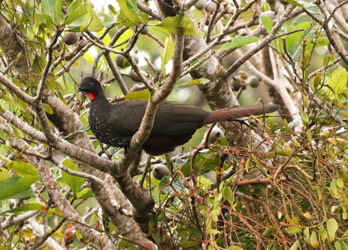 Crested Guan - Chris S