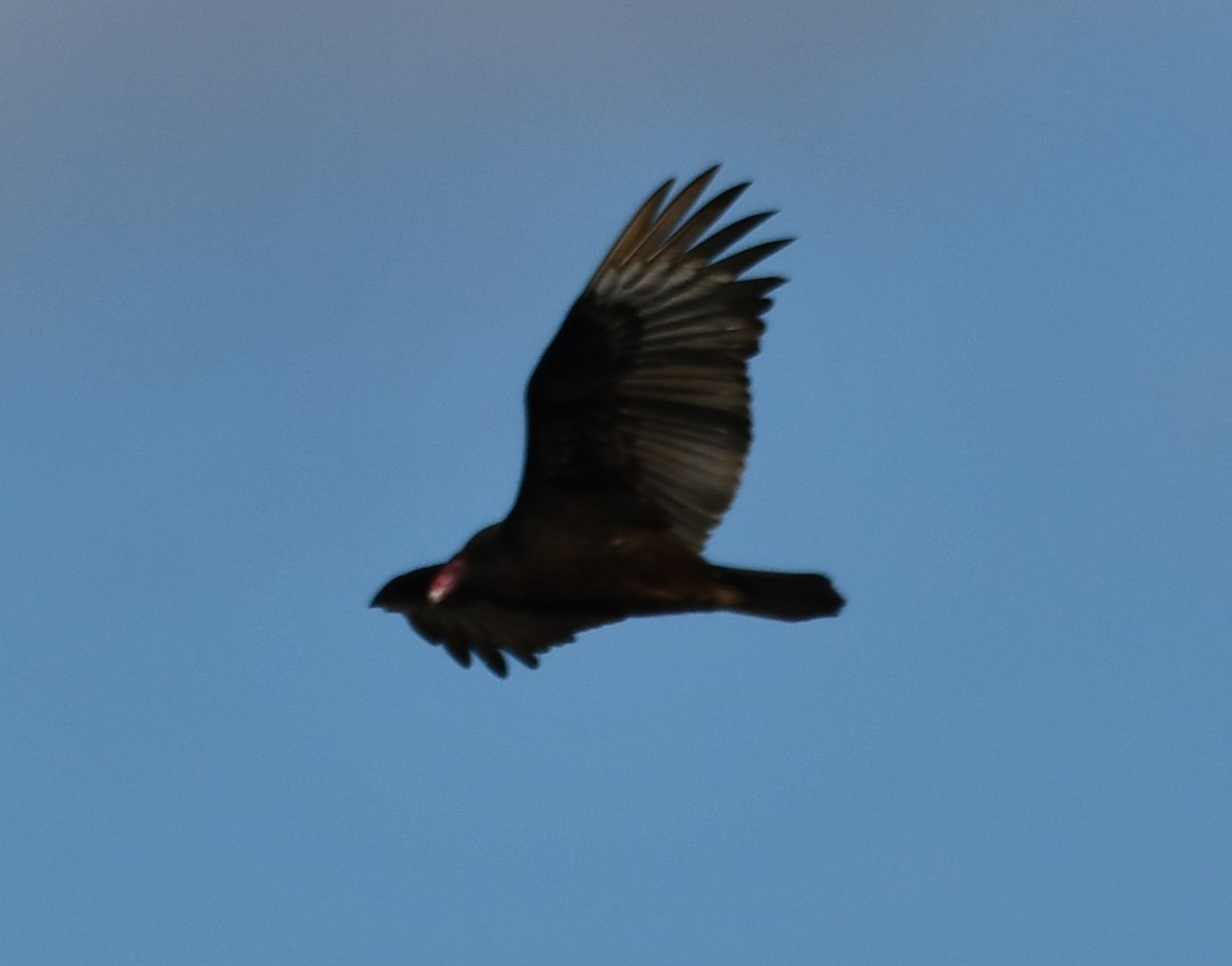 ヒメコンドル - ML612760231