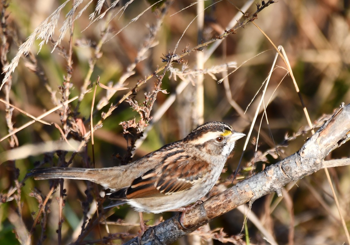 White-throated Sparrow - ML612760242