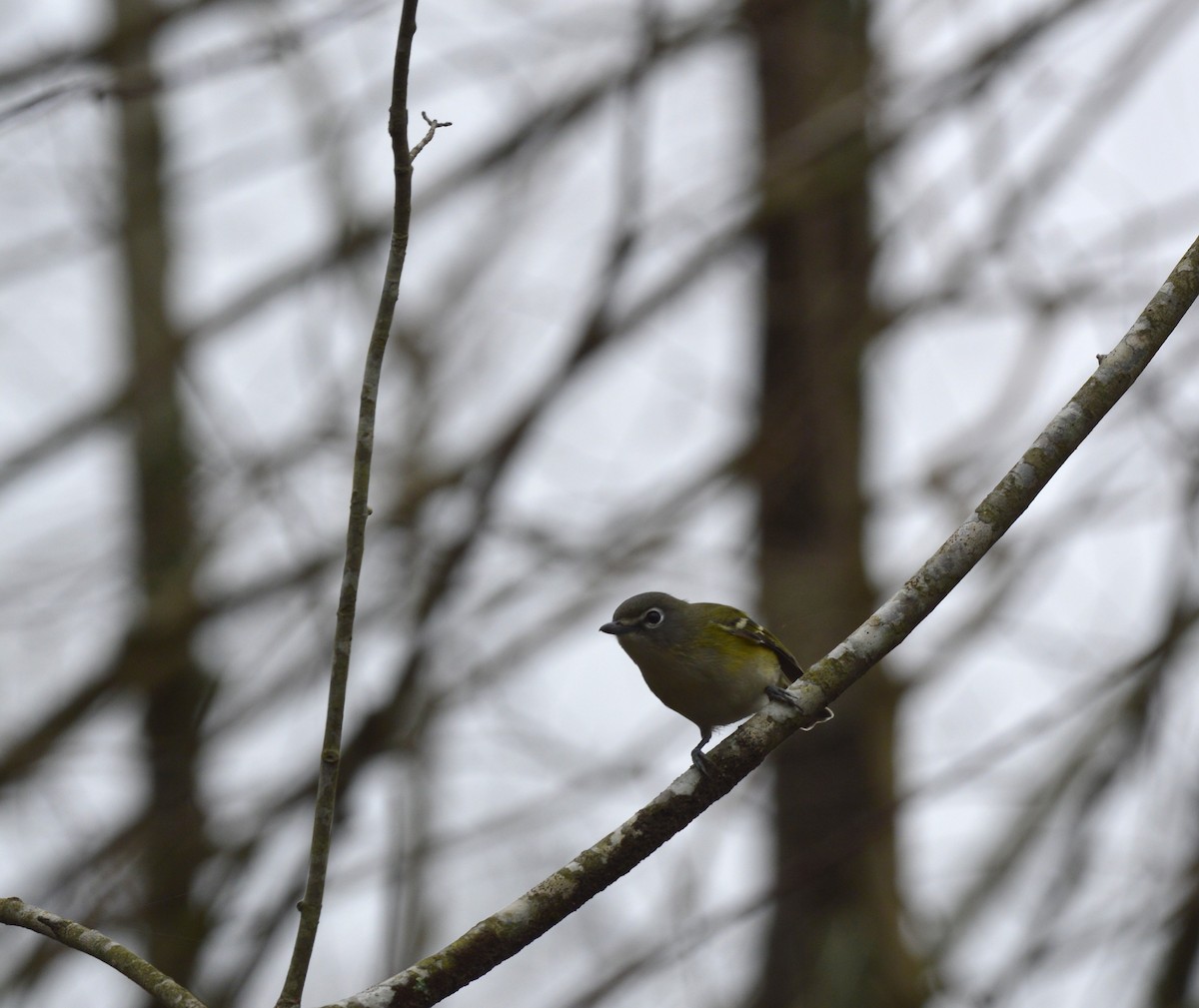 Vireo Solitario - ML612760443