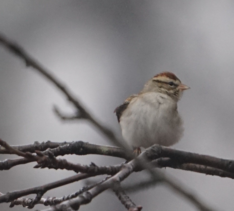 Chipping Sparrow - ML612760493