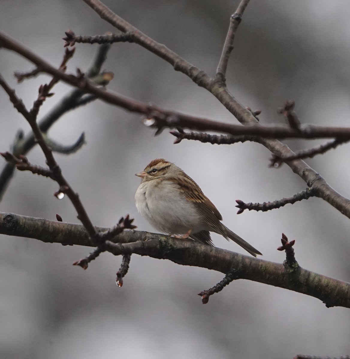 Chipping Sparrow - ML612760495