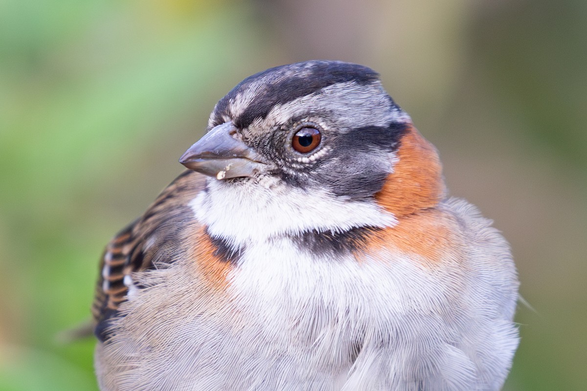 Rufous-collared Sparrow (Rufous-collared) - ML612760548