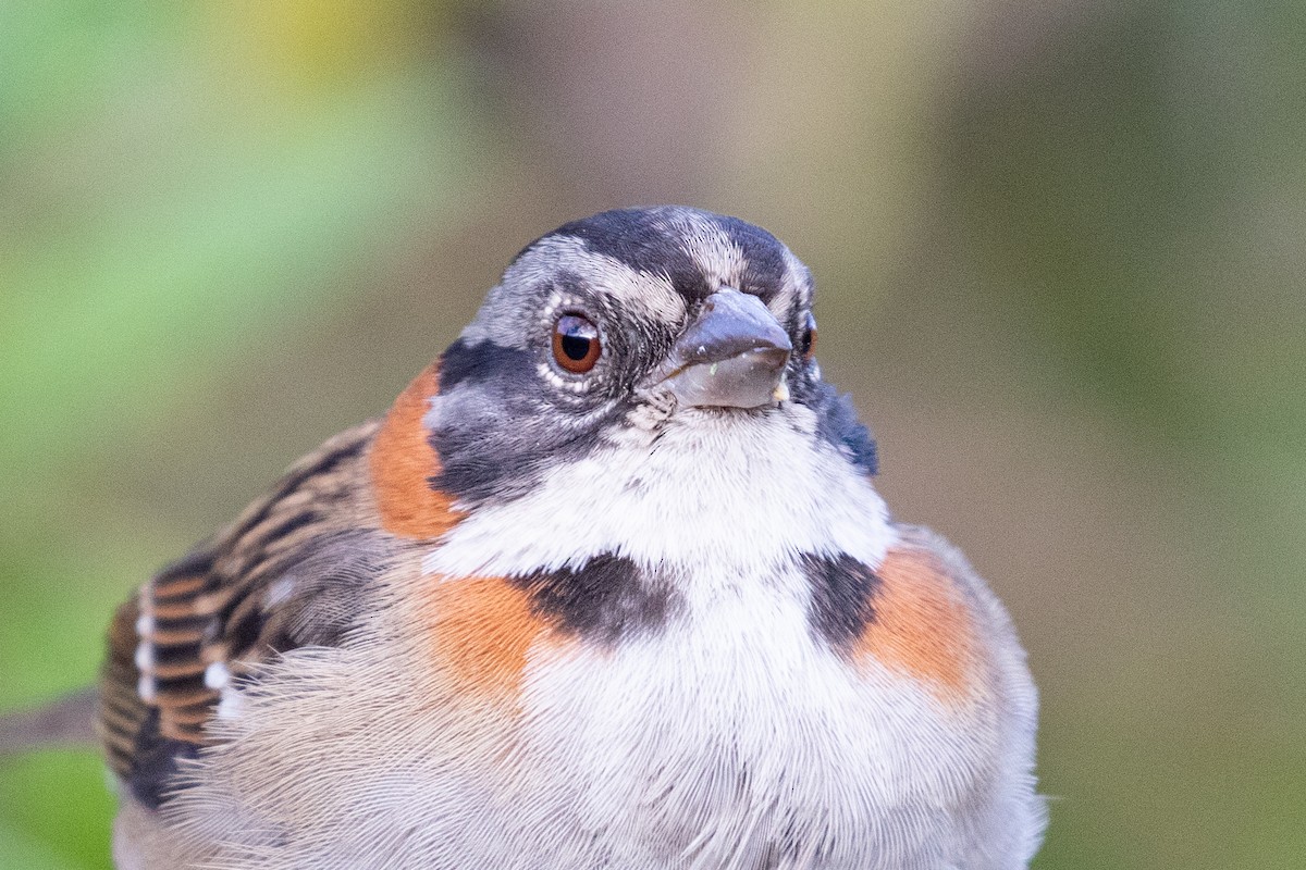 Rufous-collared Sparrow (Rufous-collared) - ML612760549