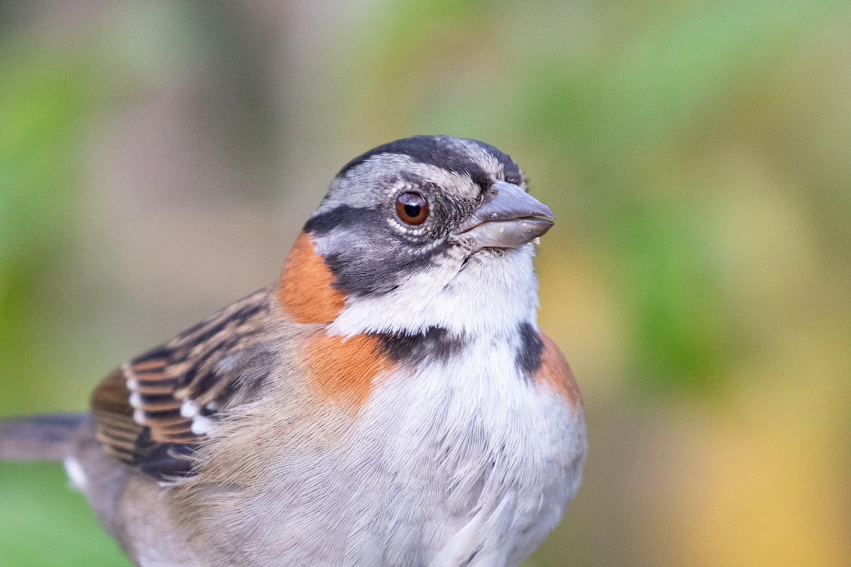 Rufous-collared Sparrow (Rufous-collared) - ML612760550