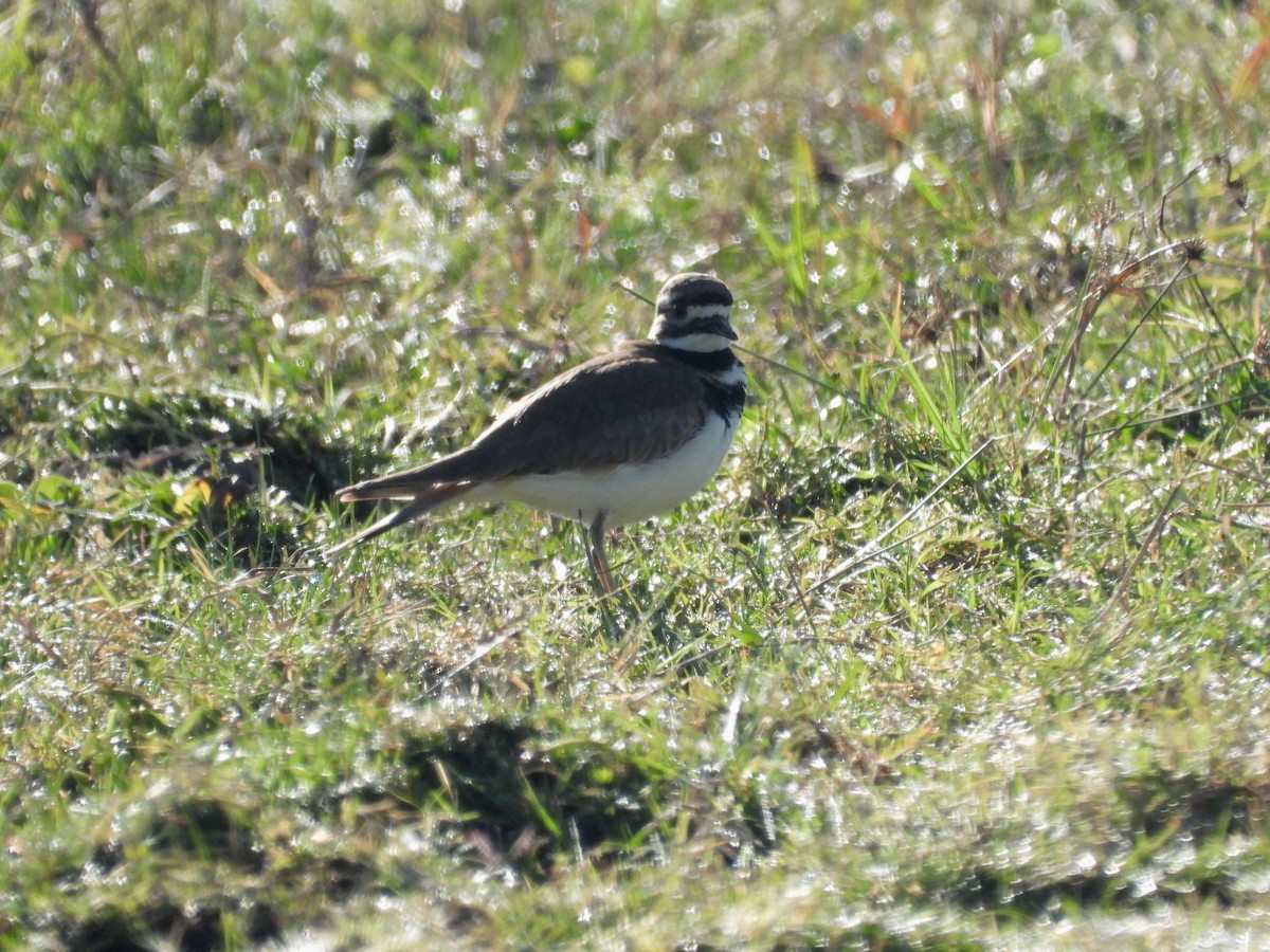 Killdeer - ML612760630