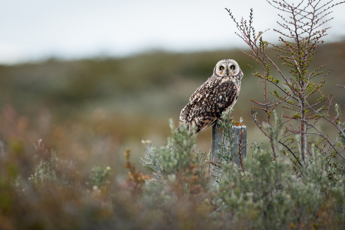 Short-eared Owl - Jérémy Calvo