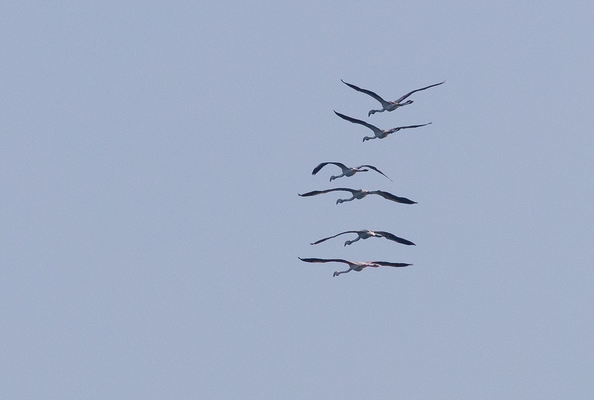 Greater Flamingo - ML612760765