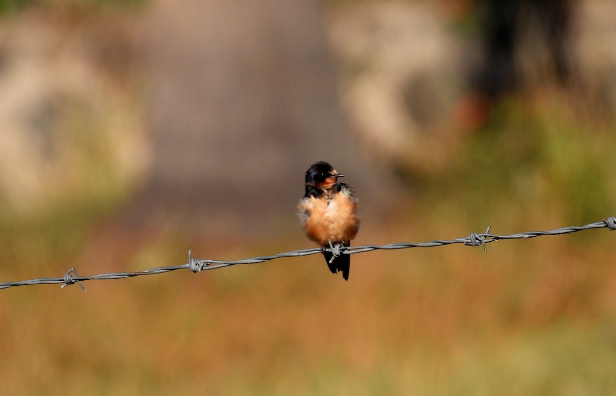 Barn Swallow - ML612760809