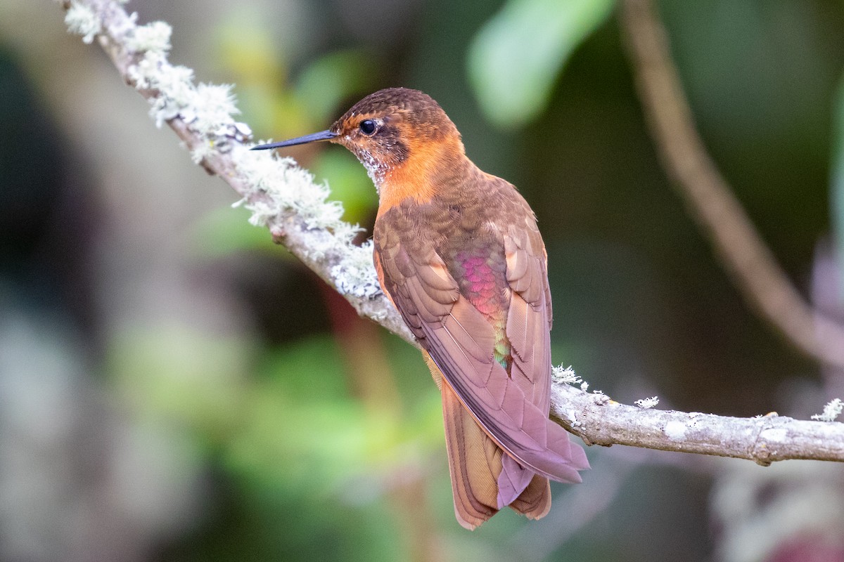 Colibri étincelant - ML612760811