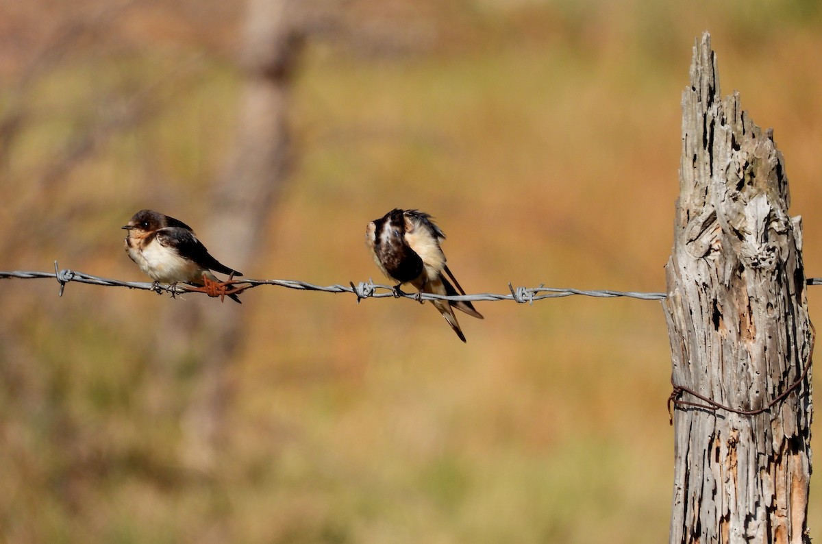 Barn Swallow - ML612760813