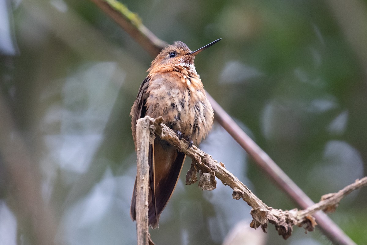 Colibri étincelant - ML612760826