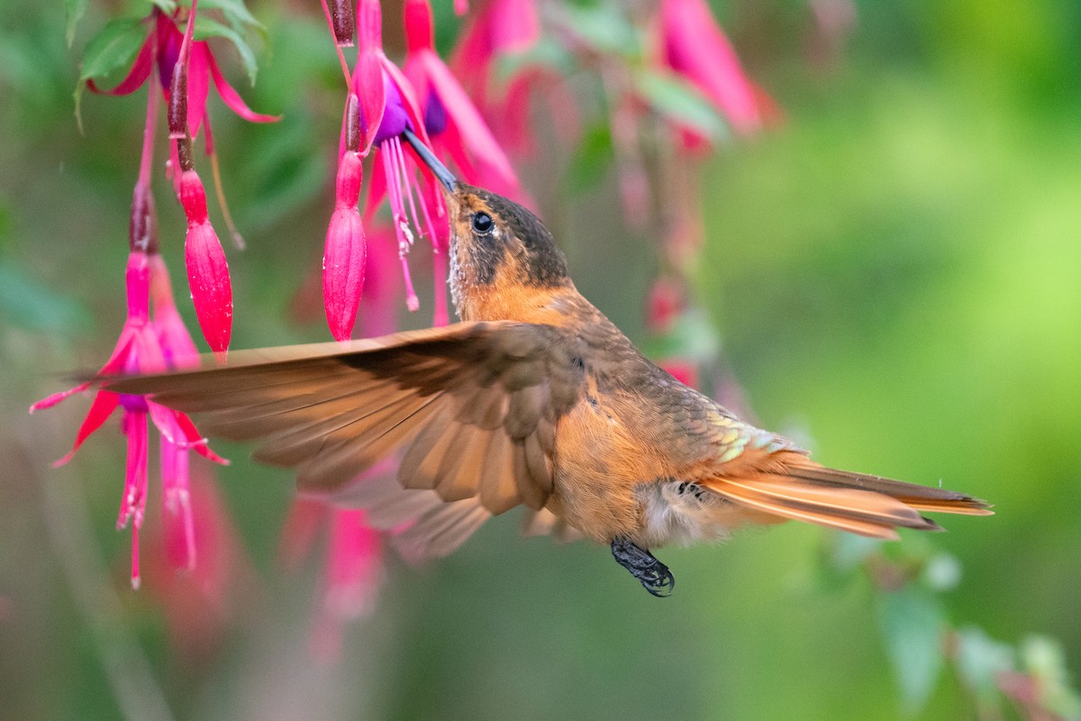 Colibri étincelant - ML612760829