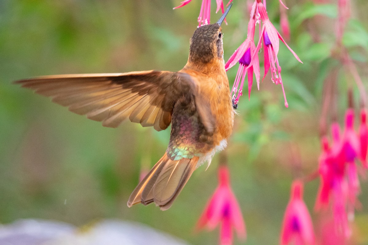 Colibri étincelant - ML612760831