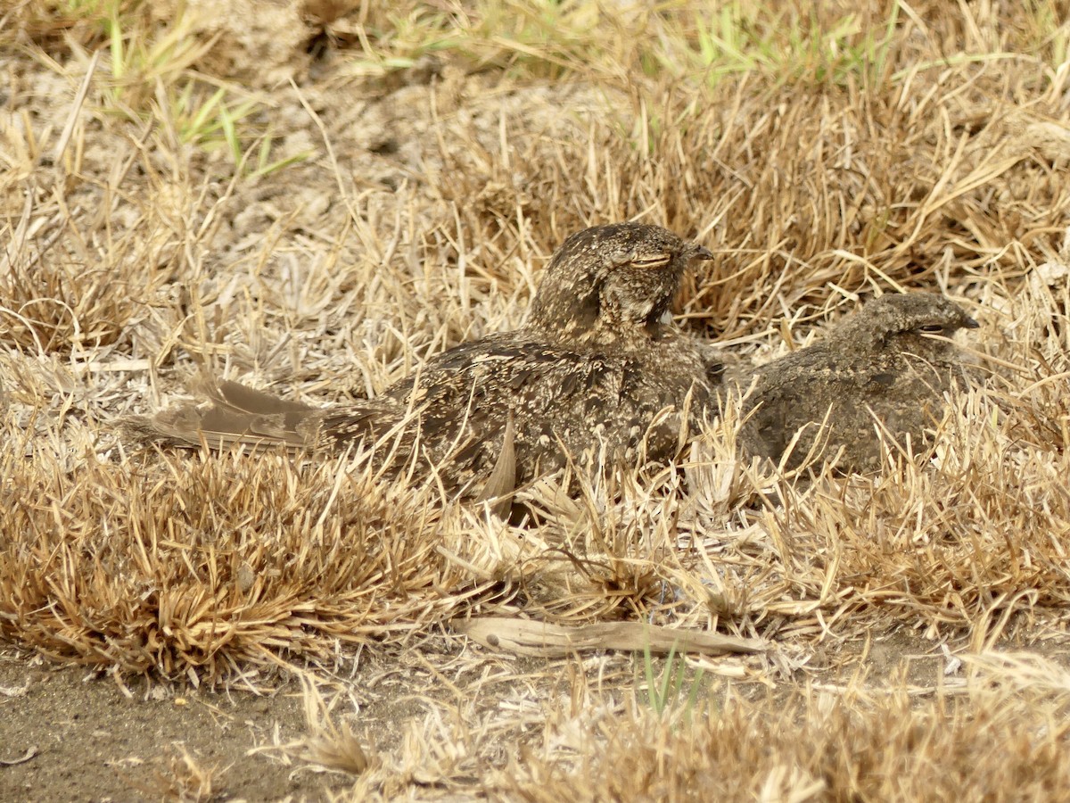 Savanna Nightjar (Sunda) - Suzanne Cholette