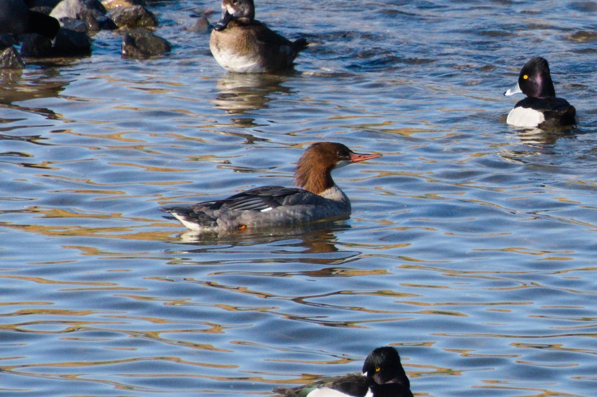 Common Merganser - ML612760862