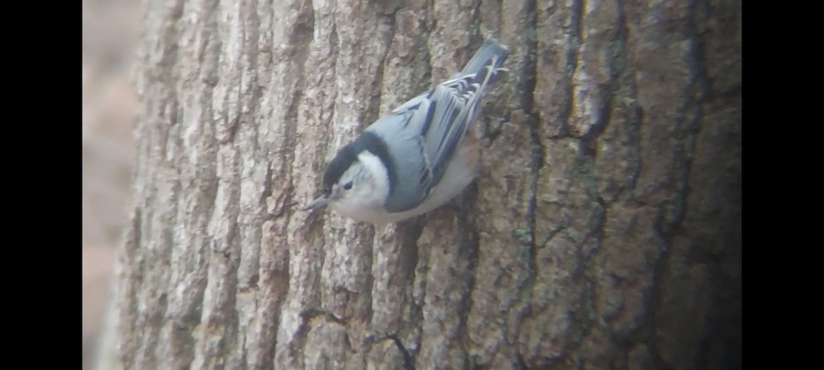 White-breasted Nuthatch - ML612760874