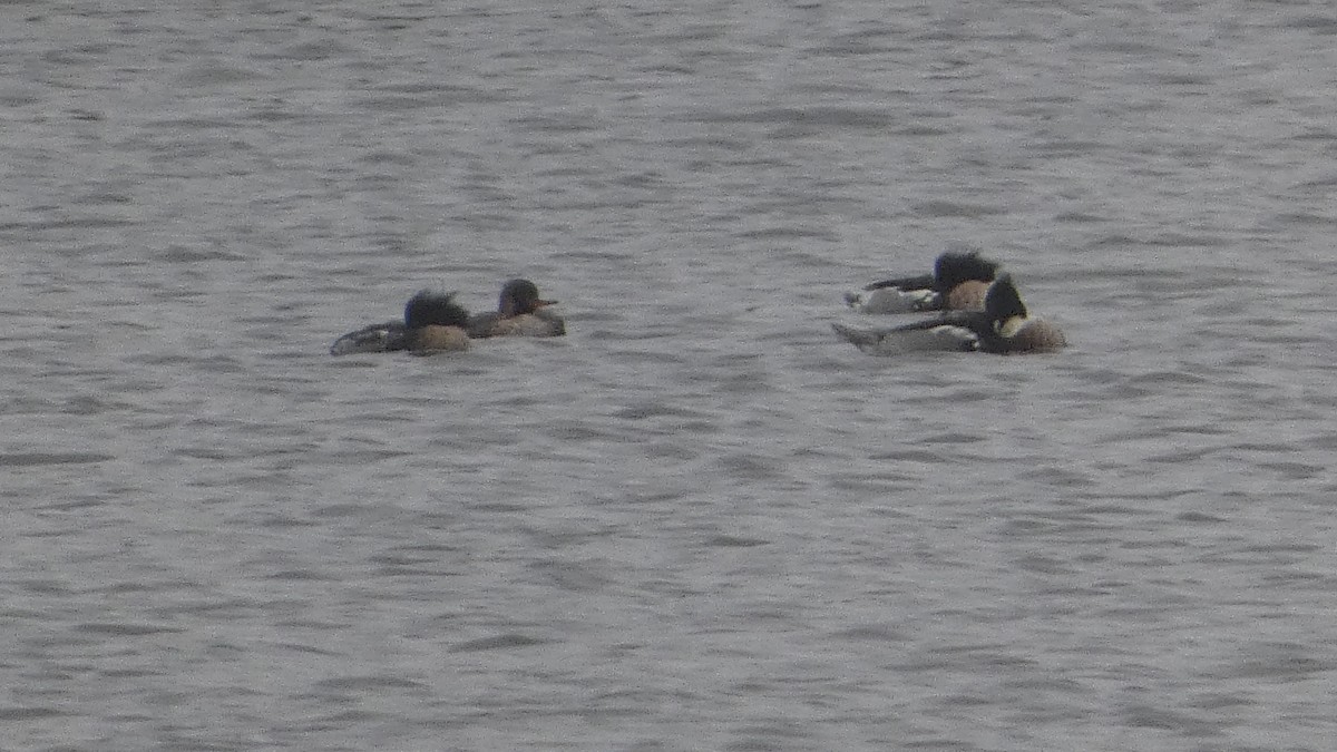 Red-breasted Merganser - ML612760889