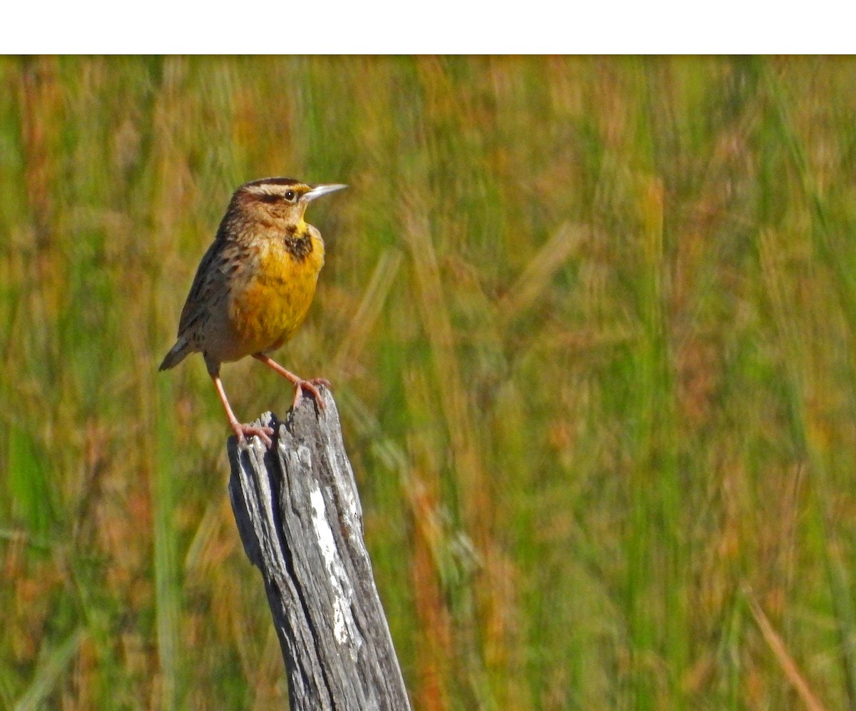 Chihuahuan Meadowlark - Duncan Poole