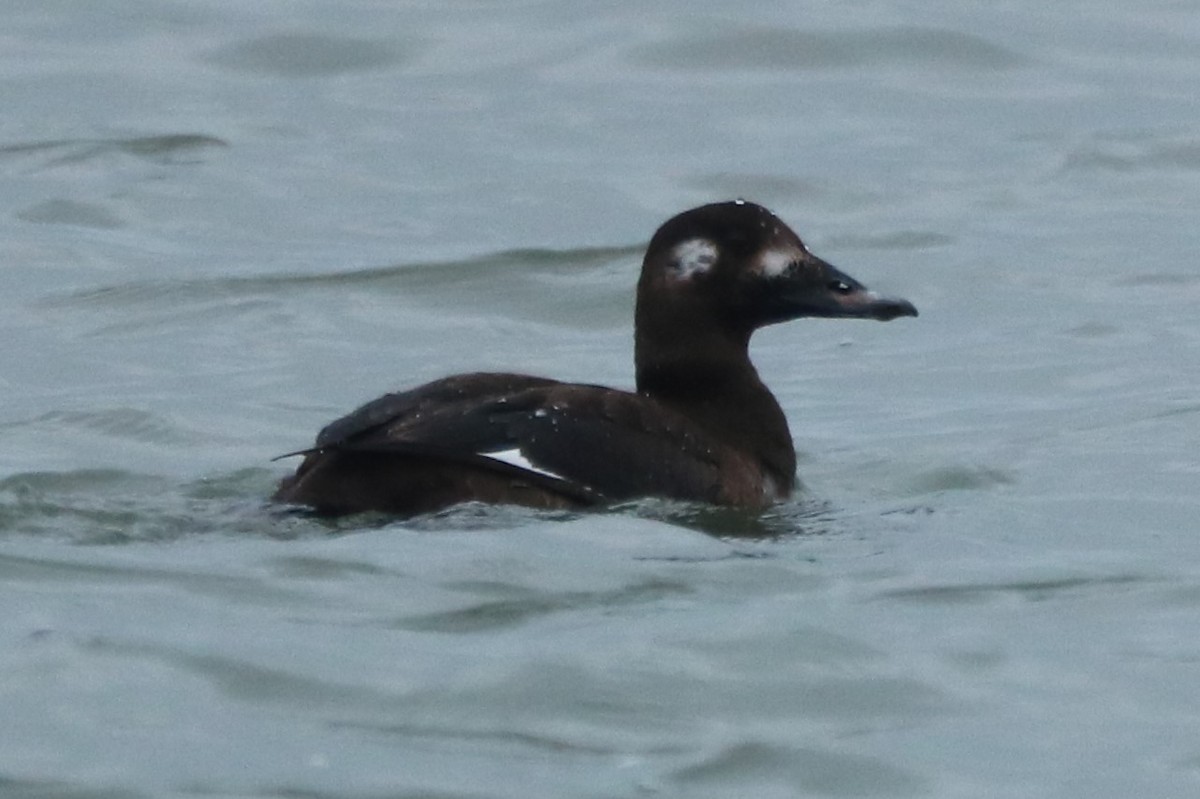 White-winged Scoter - ML612760987