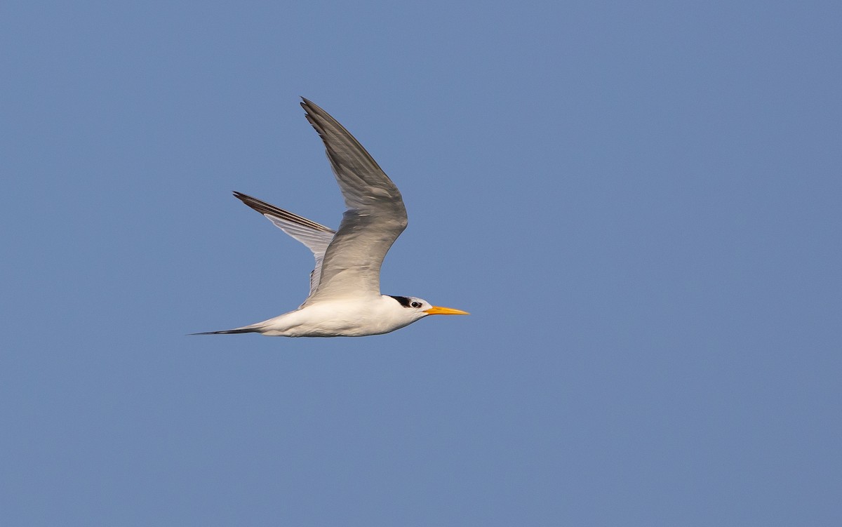 Lesser Crested Tern - ML612760995