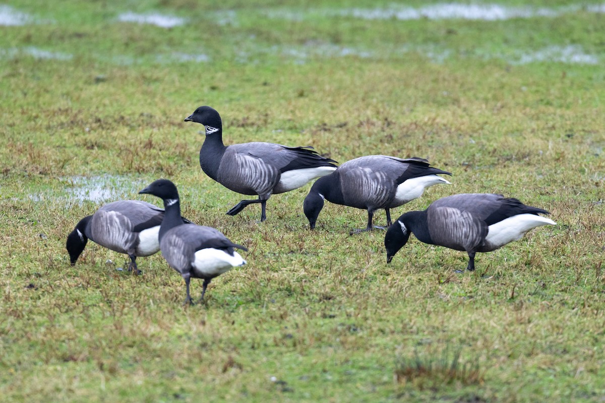 Brant - ML612761015