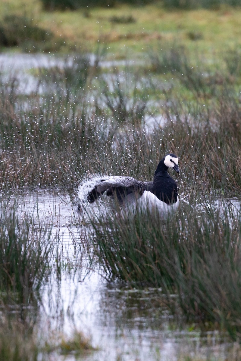 Barnacle Goose - ML612761031