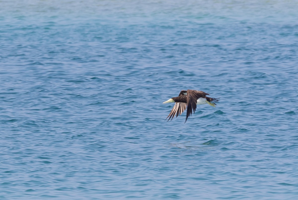 Brown Booby - ML612761038