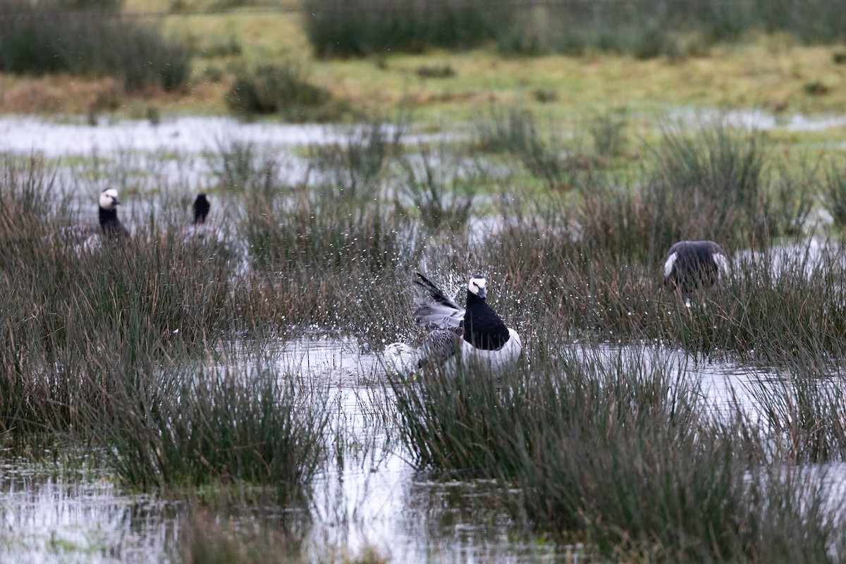 Barnacle Goose - ML612761039