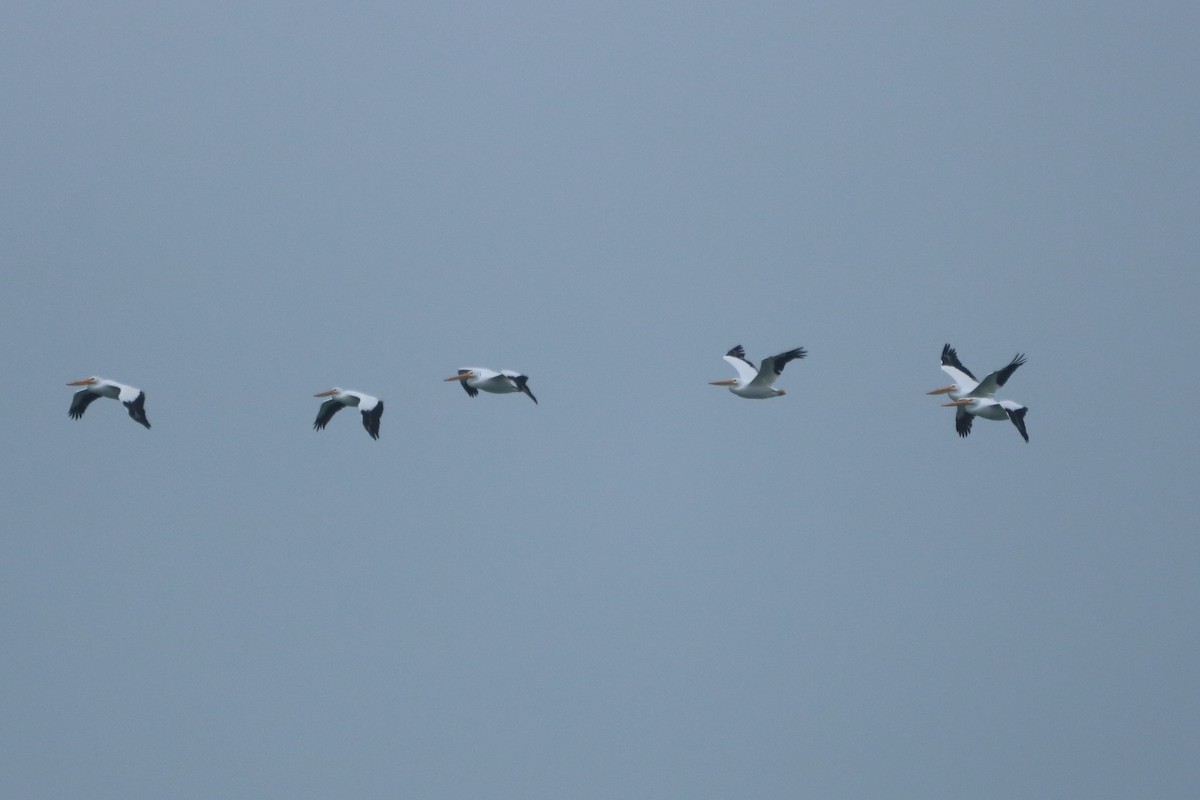 American White Pelican - ML612761049