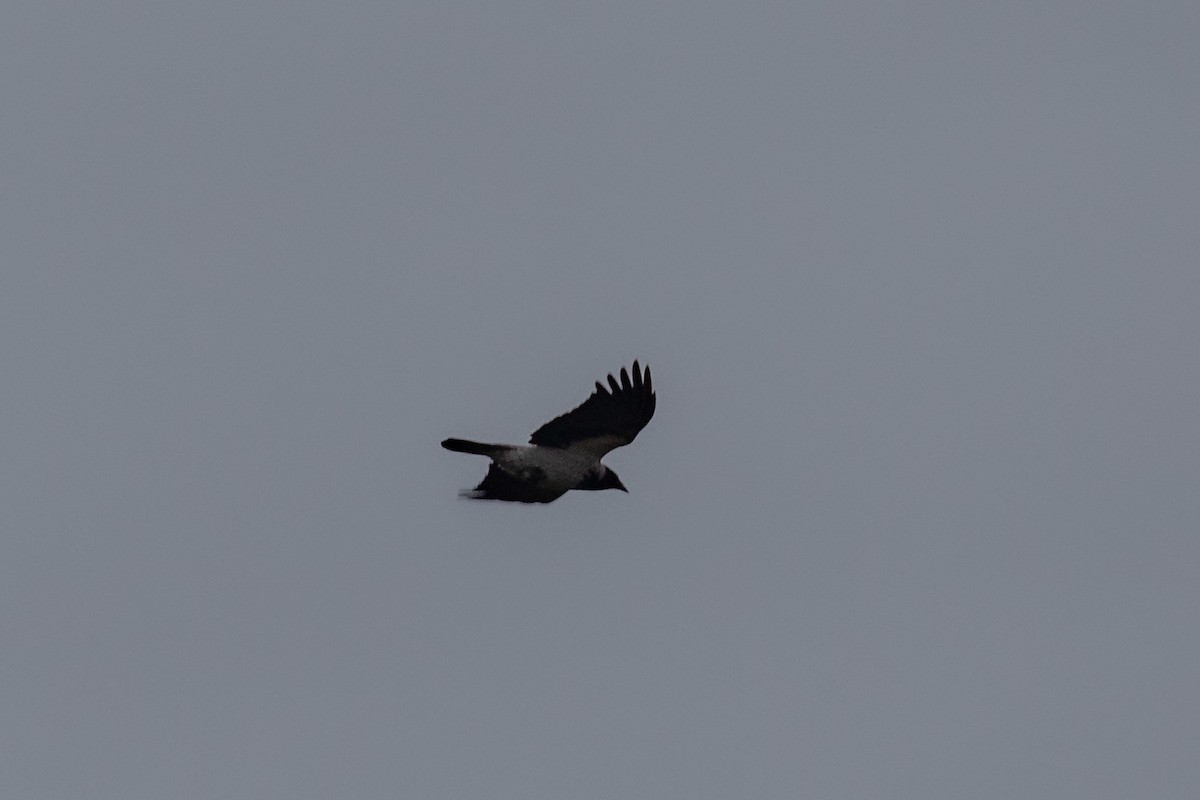 Hooded Crow - ML612761073