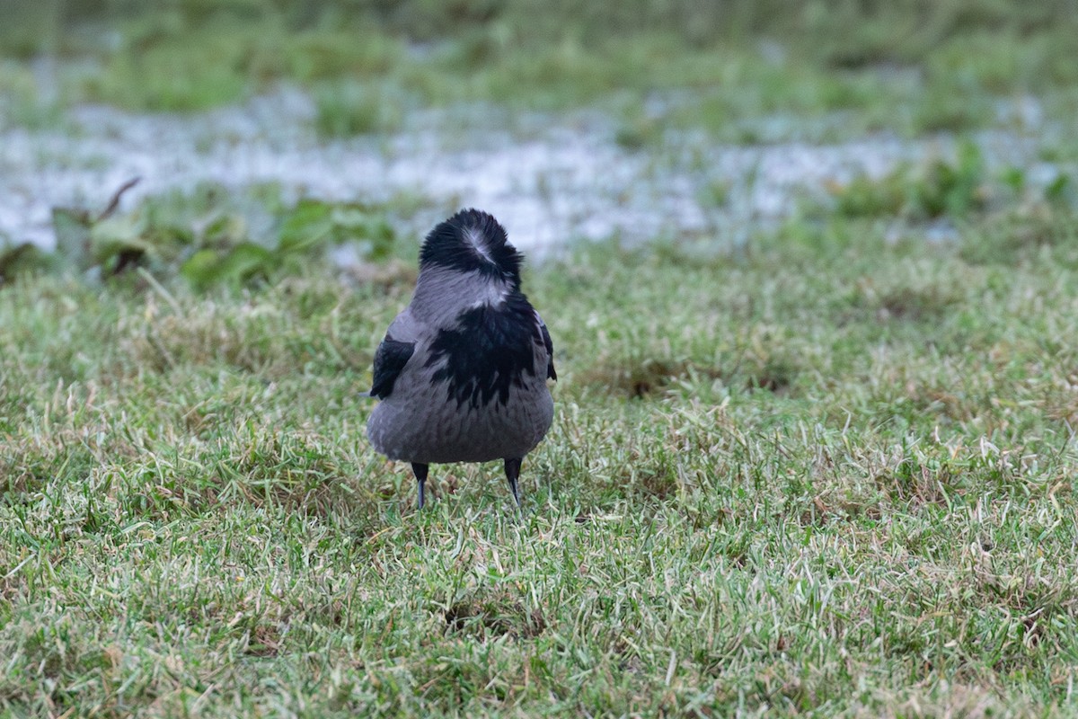 Hooded Crow - ML612761074