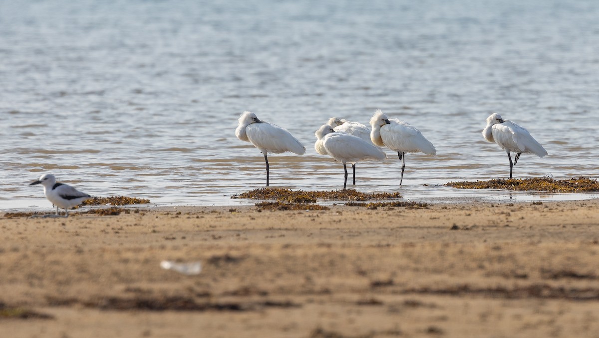 Eurasian Spoonbill - Krzysztof Jankowski