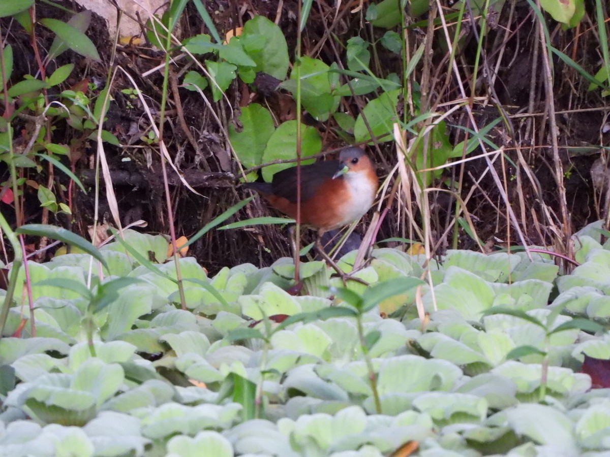 Rusty-flanked Crake - ML612761155