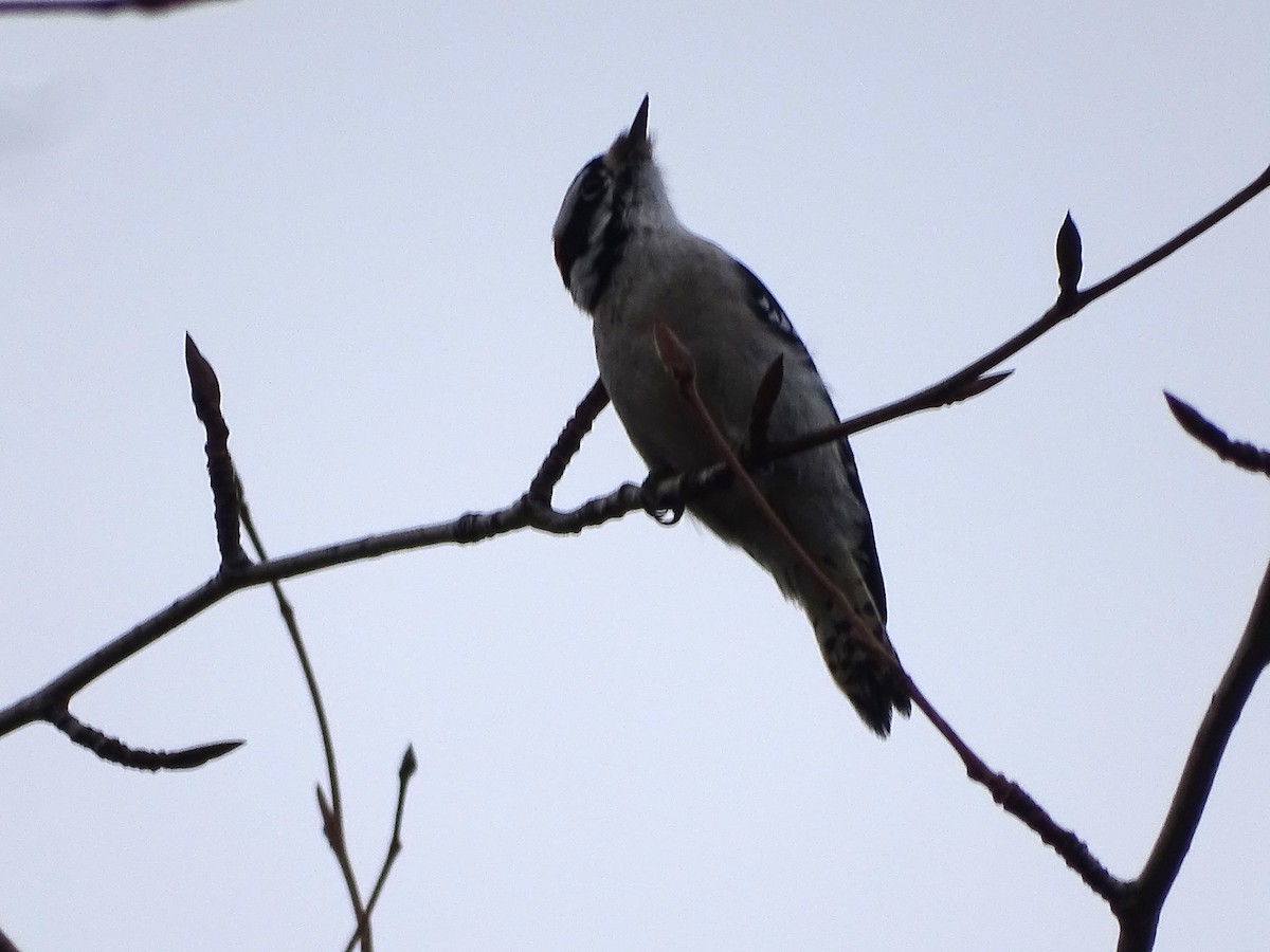 Downy Woodpecker - ML612761167