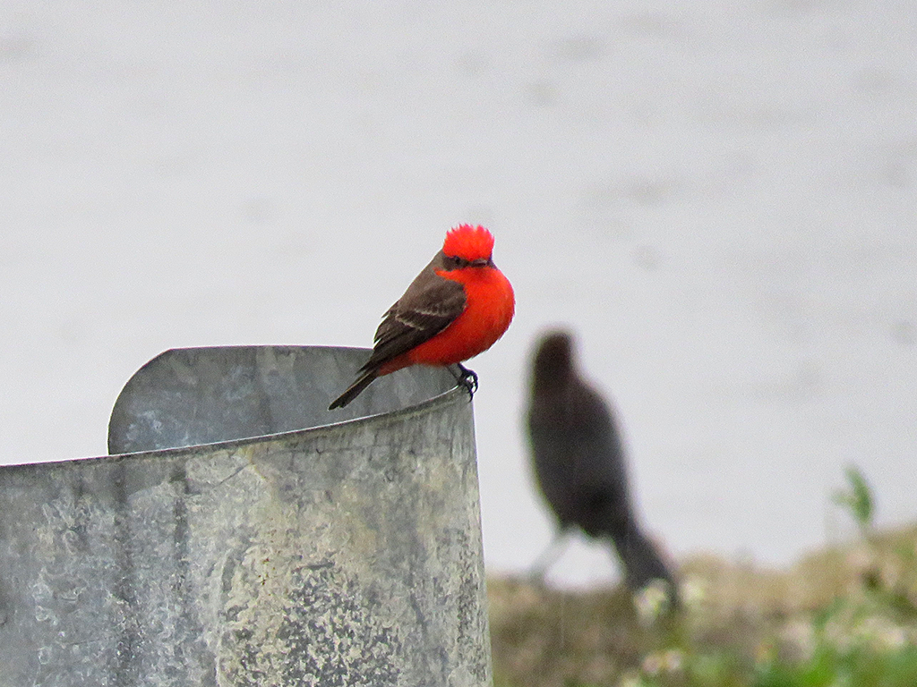 Vermilion Flycatcher - ML612761175