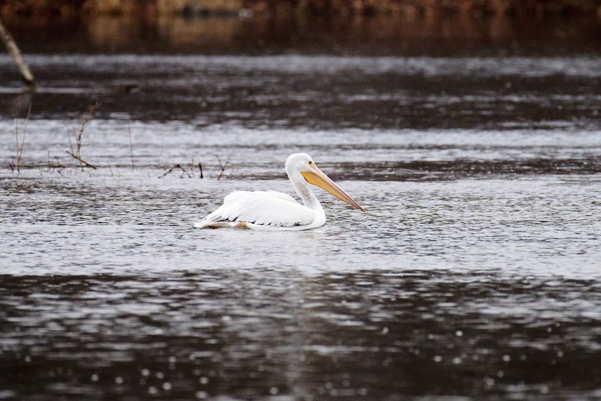 American White Pelican - ML612761264