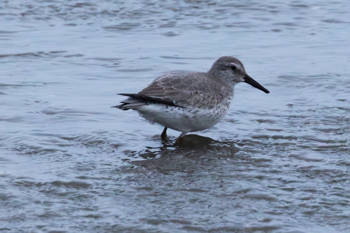 Red Knot - ML612761272