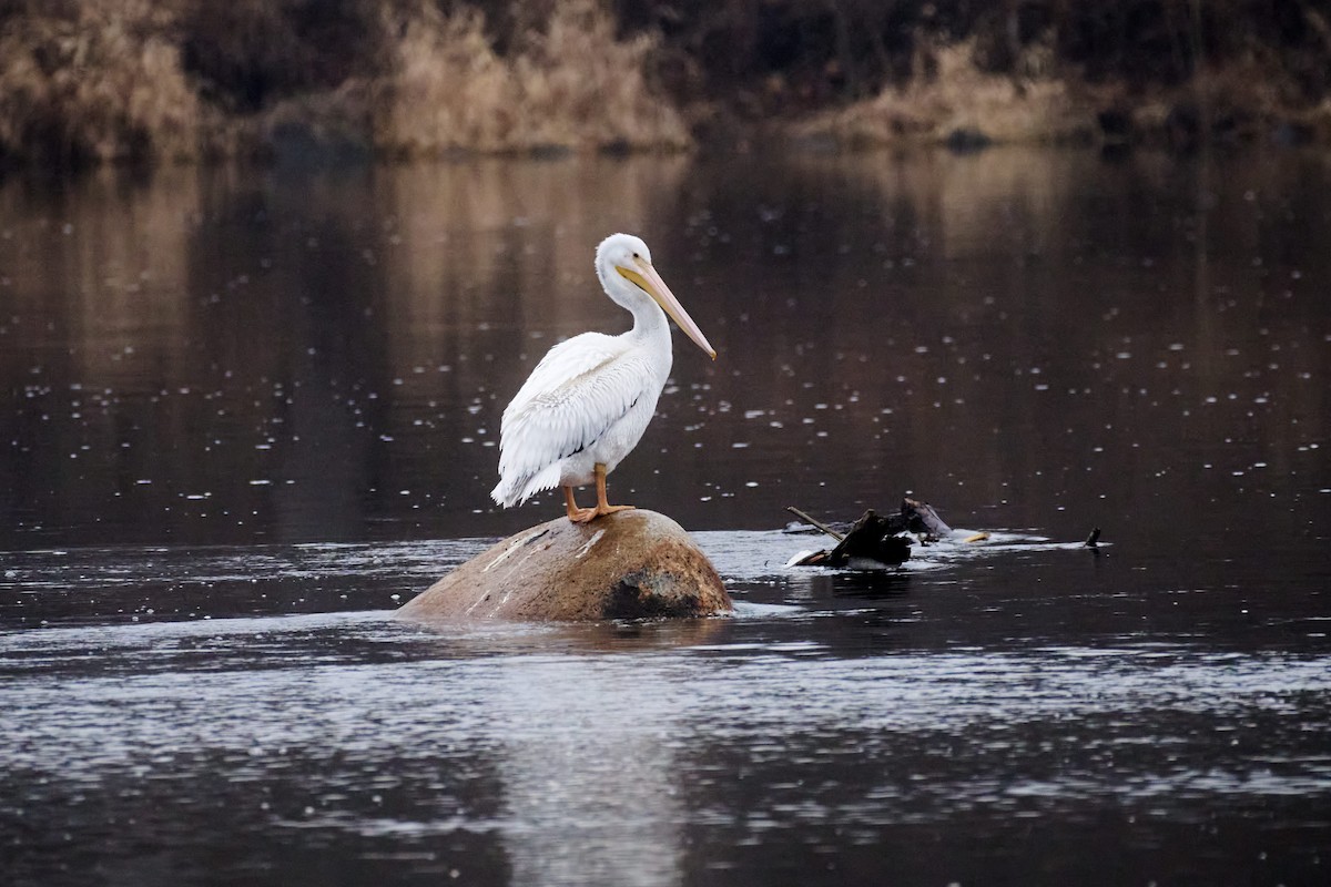 American White Pelican - ML612761273