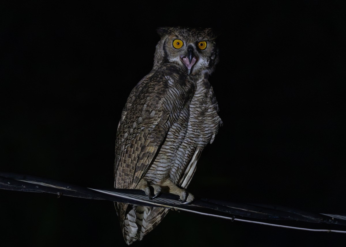 Great Horned Owl - Silvia Faustino Linhares