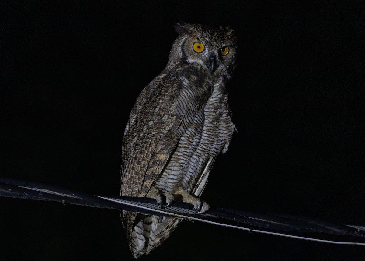 Great Horned Owl - Silvia Faustino Linhares
