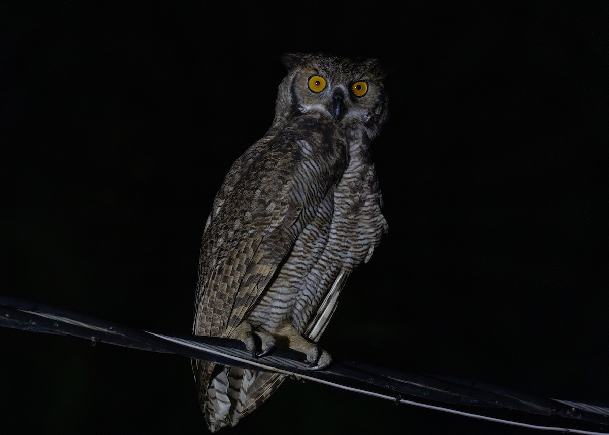 Great Horned Owl - Silvia Faustino Linhares