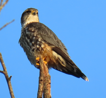 Merlin - Peggy Bourg