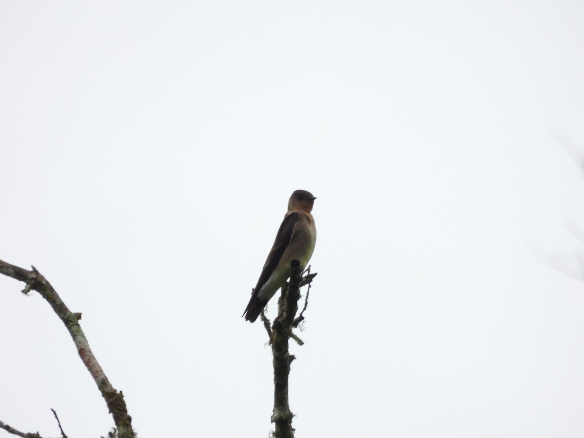 Southern Rough-winged Swallow - ML612761478